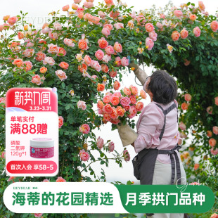 龙沙宝石舍农索城堡女人 花苗爬藤月季 海蒂 花园旗舰店大拱门月季