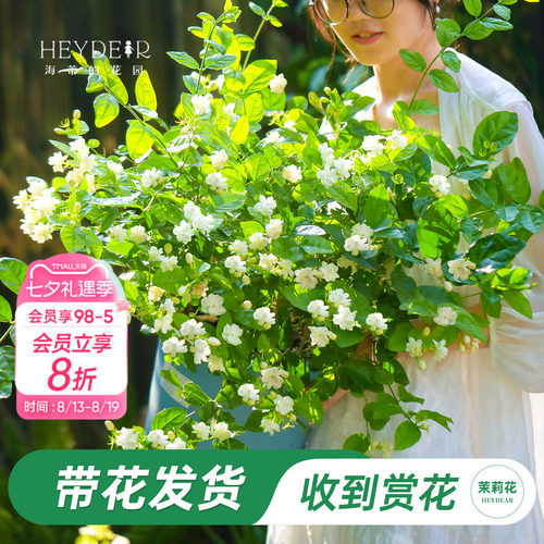 海蒂的花园重瓣茉莉花盆栽带花苗
