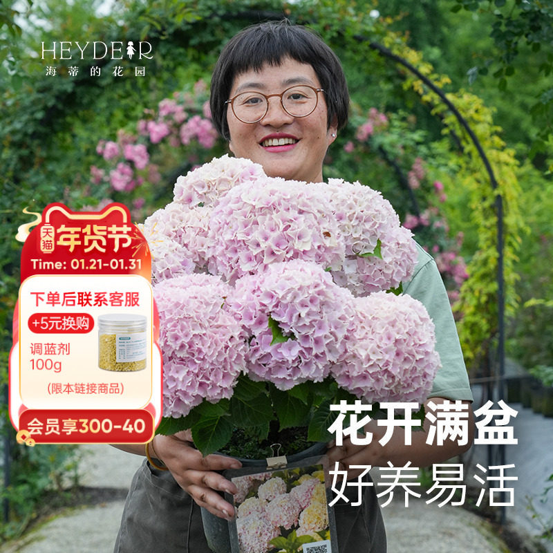 海蒂的花园旗舰店大花绣球无尽夏绣球花佳澄花手鞠有松花卉盆栽苗,鲜花速递/花卉仿真/绿植园艺,绣球/木绣球/木本植物,淘宝优惠券,粉丝福利购,淘宝优惠卷