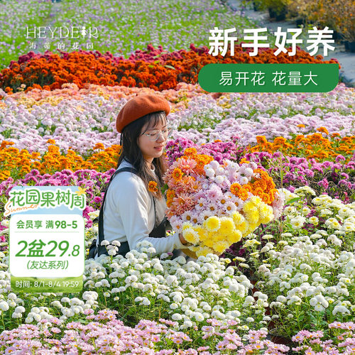 球菊切花菊玛格丽特盆栽花苗