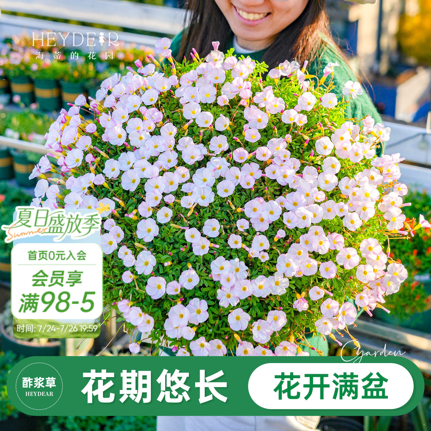 海蒂的花园旗舰店 酢浆草阳台庭院好养开花植物多年生花卉盆栽苗