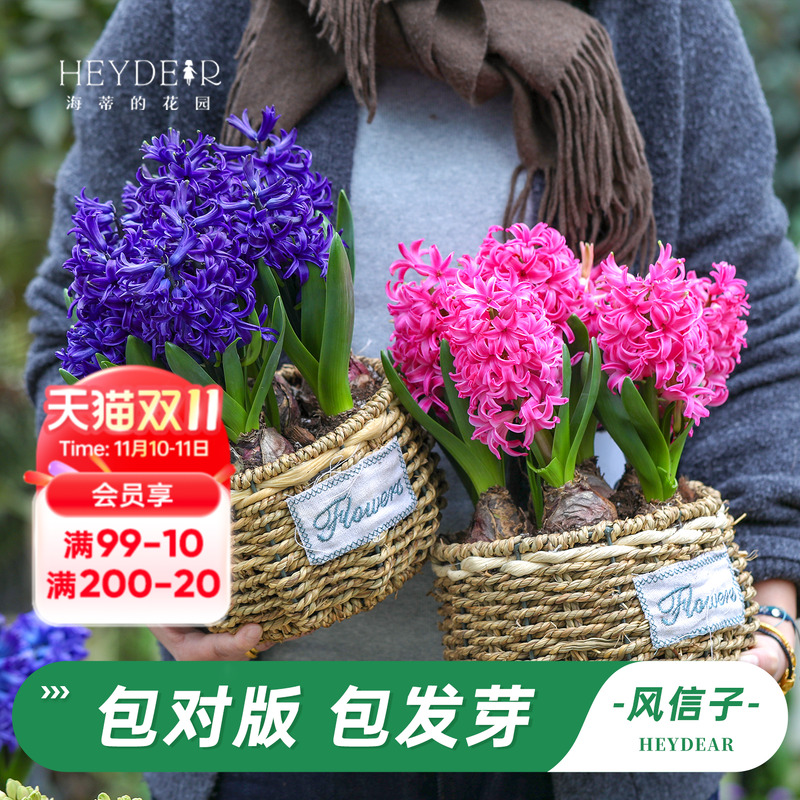 进口风信子部分现货60天开花