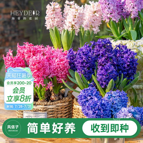进口风信子60天开花