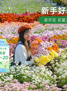 球菊切花菊玛格丽特盆栽花苗