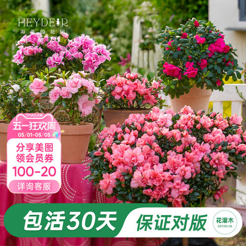 杜鹃茶花冬季开花花灌木