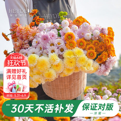 洋菊盆栽花苗易养易爆花