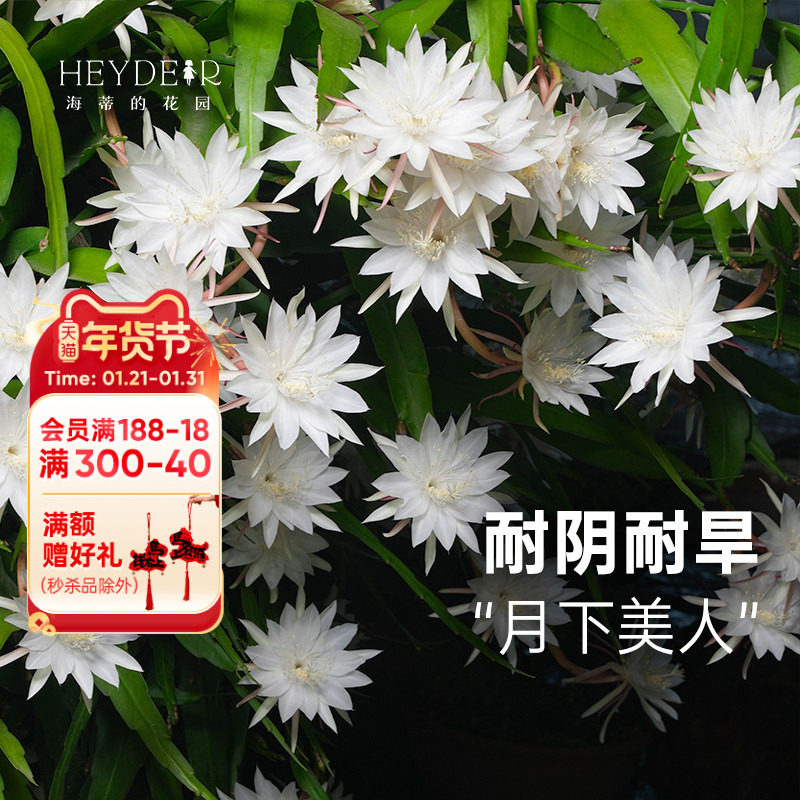 海蒂的花园旗舰店小叶昙花盆栽苗鱼骨令箭阳台庭院耐阴植物花卉,鲜花速递/花卉仿真/绿植园艺,时令草本花卉,淘宝优惠券,粉丝福利购,淘宝优惠卷