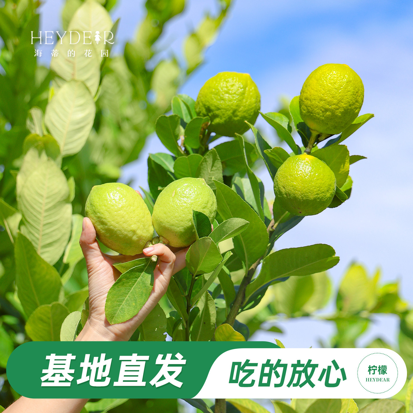 香水柠檬树树苗植物盆栽图片