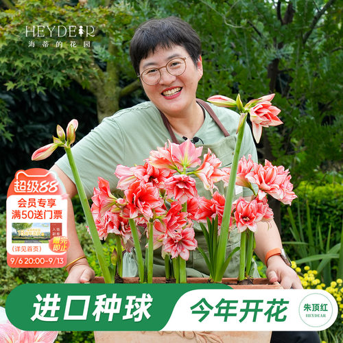 朱顶红进口种球包对版60天内开