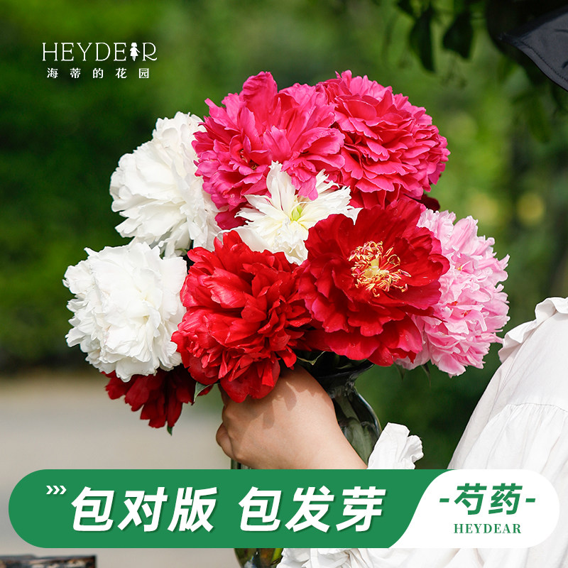 海妈家耐寒多年生芍药花苗图片