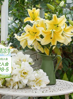 海蒂的花园旗舰店百合种球鲜切花品种全国可种花园阳台花卉球根