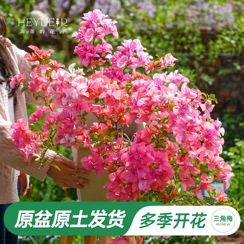 带盆发货30天包活品牌保障