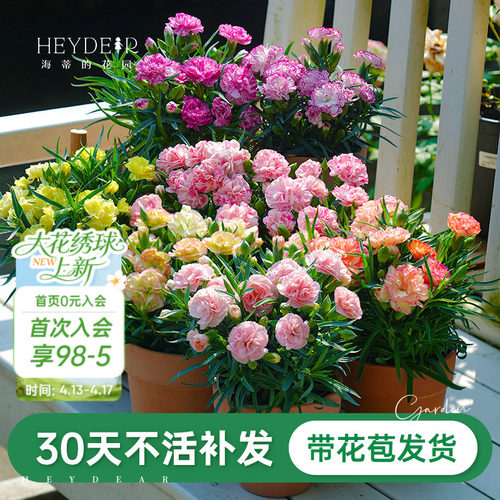 爆花盆栽窗台阳台开花植物