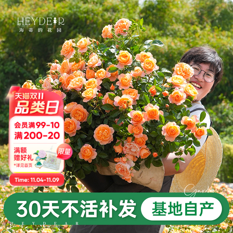 海蒂的花园果汁阳台月季新手推荐