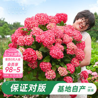 基地自产绣球花苗累计销售58万+