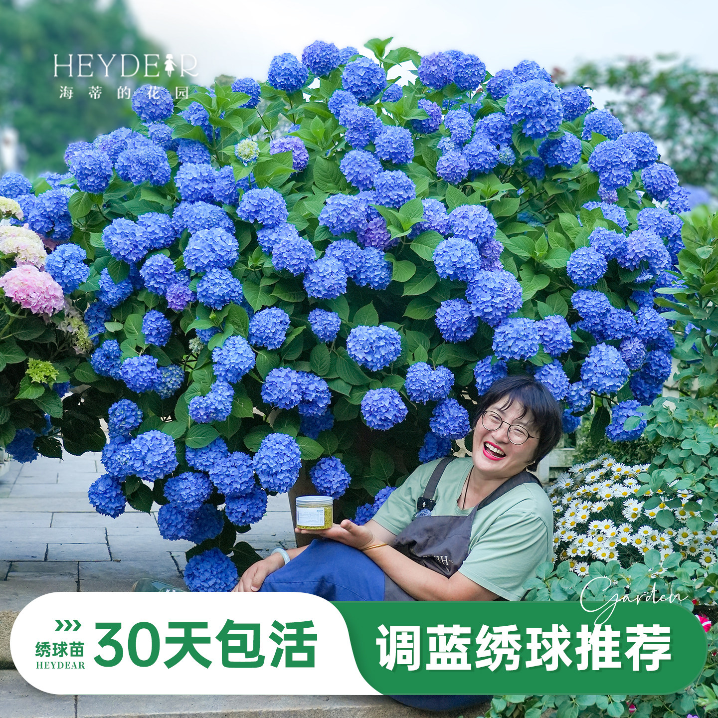 海蒂的花园旗舰店绣球盆栽可调蓝大花绣球大海蓝阳台花园室内可种,鲜花速递/花卉仿真/绿植园艺,绣球/木绣球/木本植物,淘宝优惠券,粉丝福利购,淘宝优惠卷