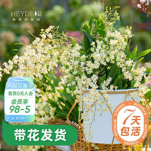 梦香文心兰室内开花香气四溢