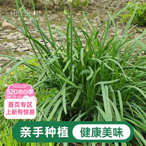 海蒂的花园 韭菜苗带土菜苗盆栽苗易养多年生家庭阳台庭院蔬菜苗