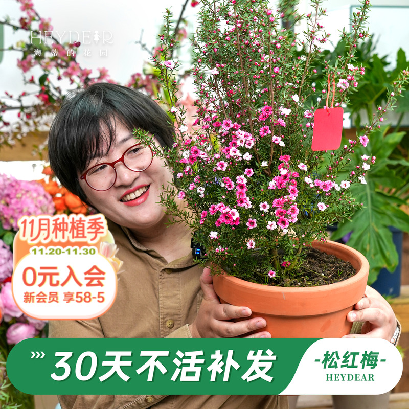 海蒂的花园旗舰店松红梅盆栽花卉苗耐寒冬季阳台庭院开花植物盆栽