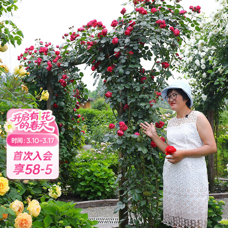 海蒂的花园红色龙沙宝石爬藤欧月包子多季开花易活植物花卉盆栽苗