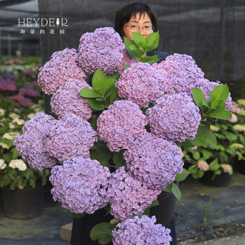 海蒂的花园重瓣阳台庭院花卉植物