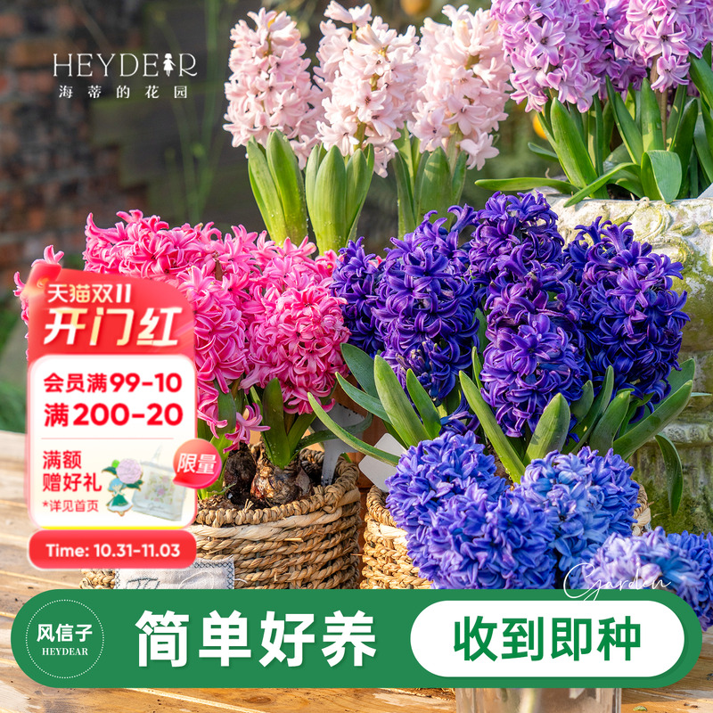 海蒂的花园旗舰店风信子种球球根阳台盆栽地栽水培花卉植物预售