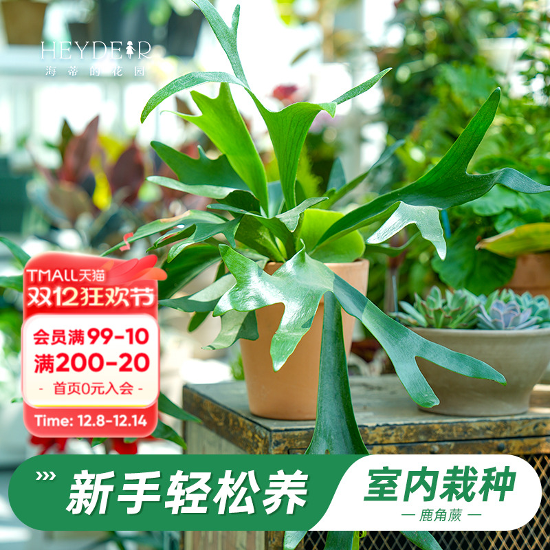 鹿角蕨盆栽奇特桌面植物