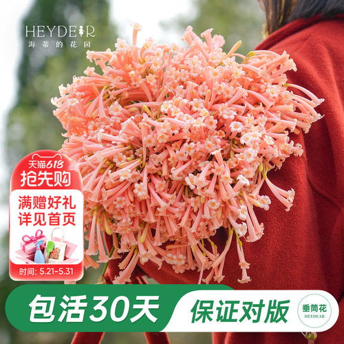 海妈家冬季开花球根花卉植物