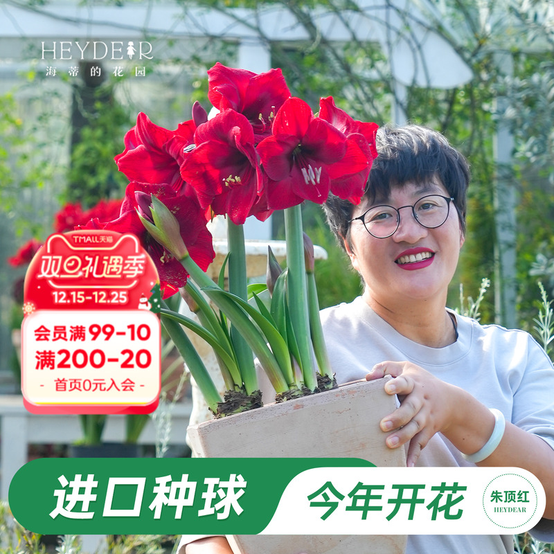 海蒂的花园荷兰朱顶红种球