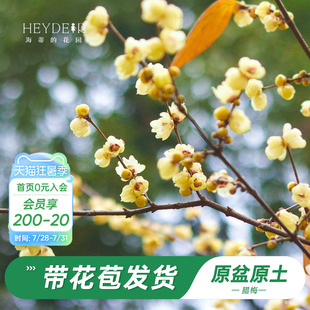 海蒂的花园旗舰店腊梅树苗带花苞地栽冬季耐寒花卉盆栽庭院植物