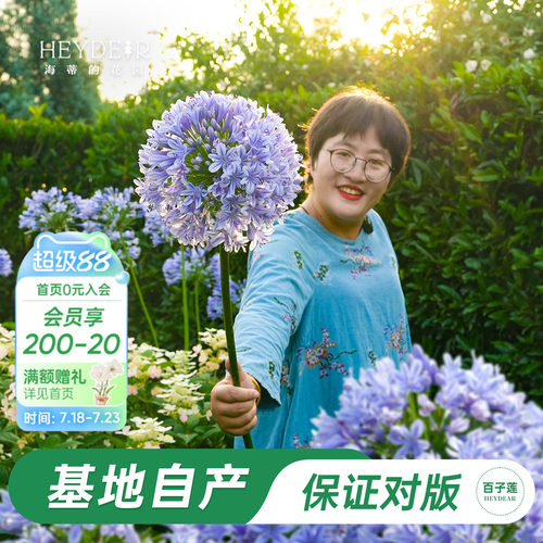 草本植物花箭挺立花朵如球