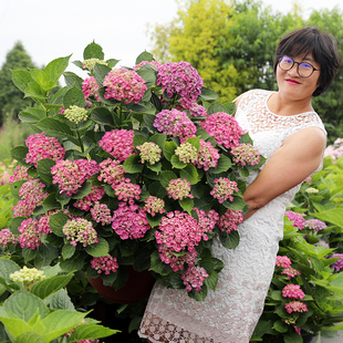 海蒂 花园旗舰店大花绣球花苗无尽夏阳台庭院植物大树苗