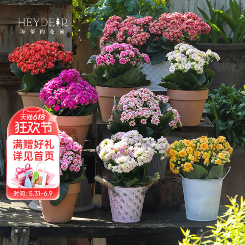 海蒂的花园官方旗舰店长寿花盆栽室内阳台桌面植物花卉带花苞发货