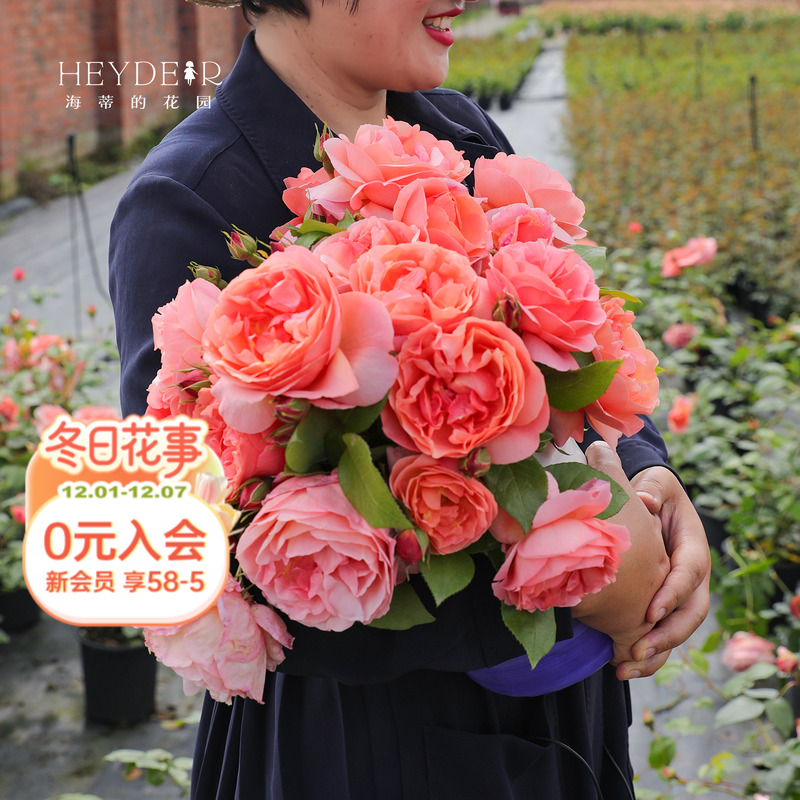 海蒂的花园芍药庭院盆栽苗