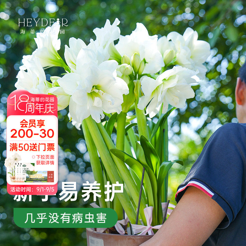 秋季朱顶红进口种球包对版图片