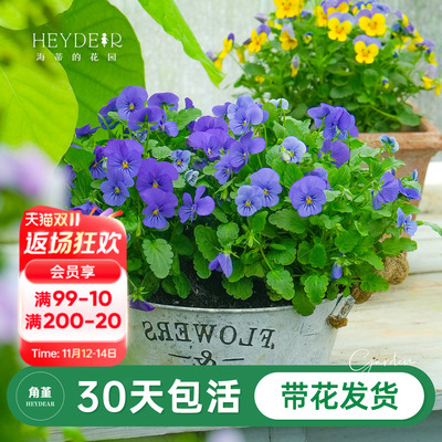 角堇盆栽小苗花期长花量大