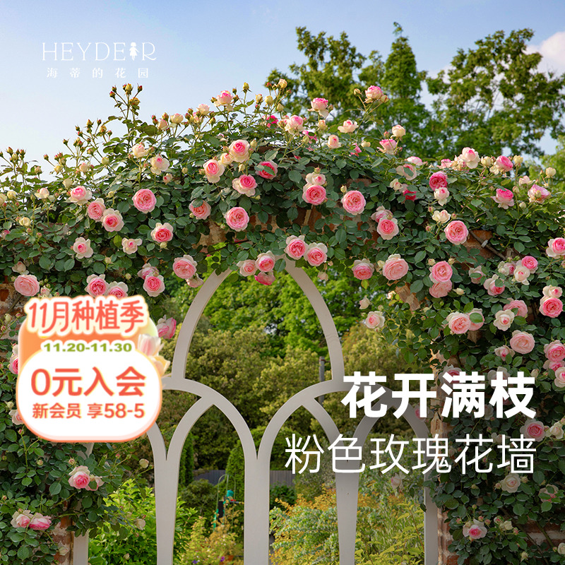 基地自产藤本月季苗包对版