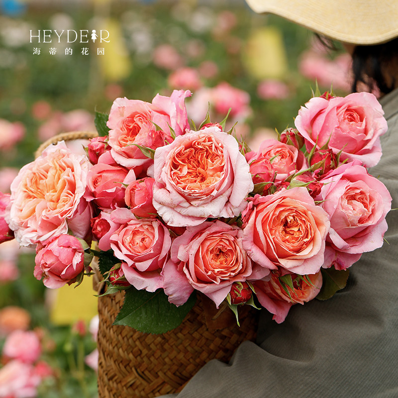 海蒂的花园 维多利亚秘密包子花型切花月季阳台庭院盆栽地栽花卉