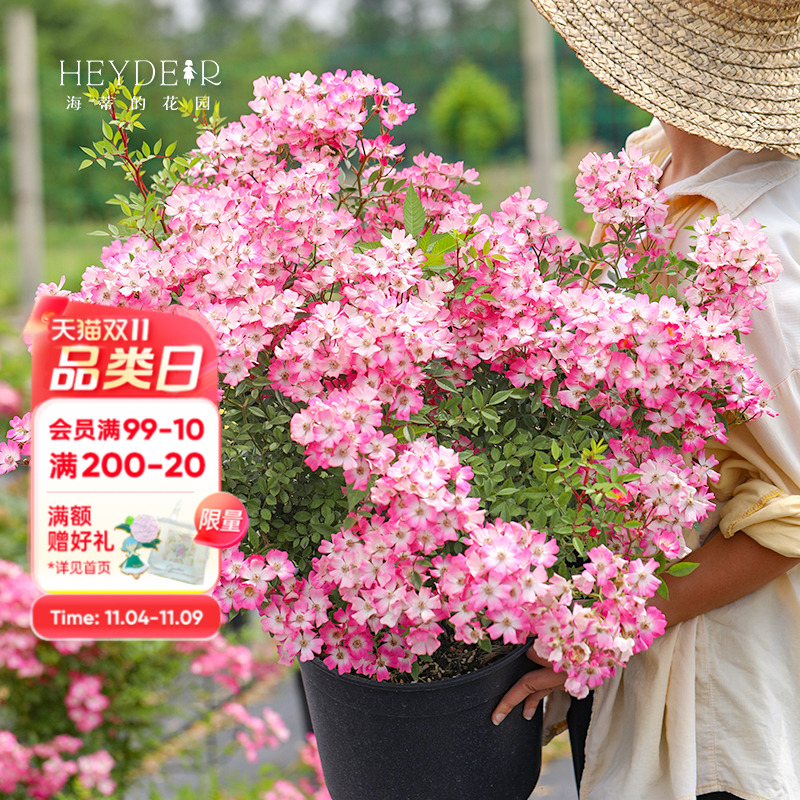 海蒂的花园遮阳伞藤本阳台月季