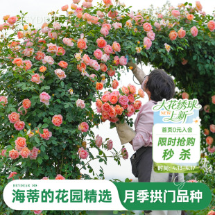 海蒂的花园旗舰店大拱门月季花苗爬藤月季龙沙宝石舍农索城堡女人
