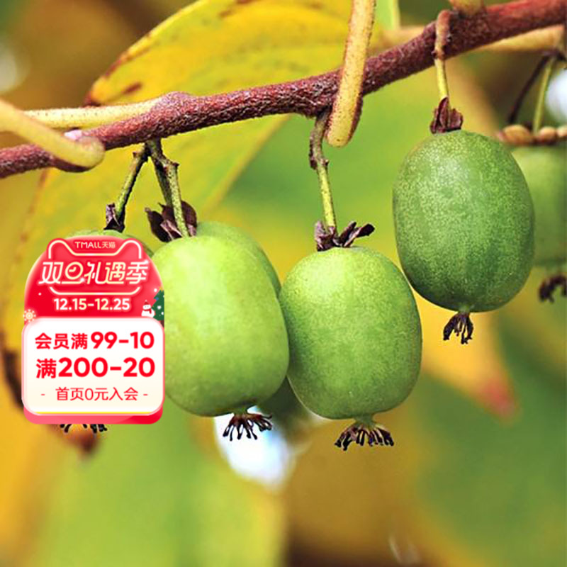 海蒂的花园旗舰店软枣猕猴桃多年生藤本植物爬藤果树水果苗盆栽苗