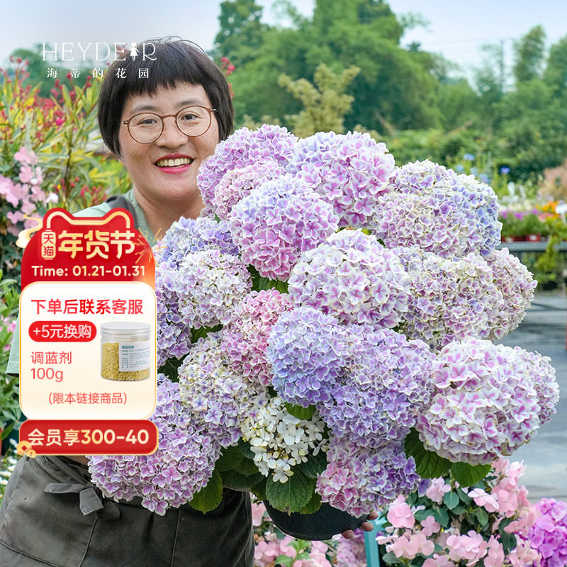 海蒂的花园旗舰店绣球花盆栽庭院阳台花卉绿植基地自产绣球花苗,鲜花速递/花卉仿真/绿植园艺,绣球/木绣球/木本植物,淘宝优惠券,粉丝福利购,淘宝优惠卷