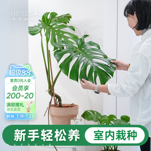 室内观叶绿植新手易养