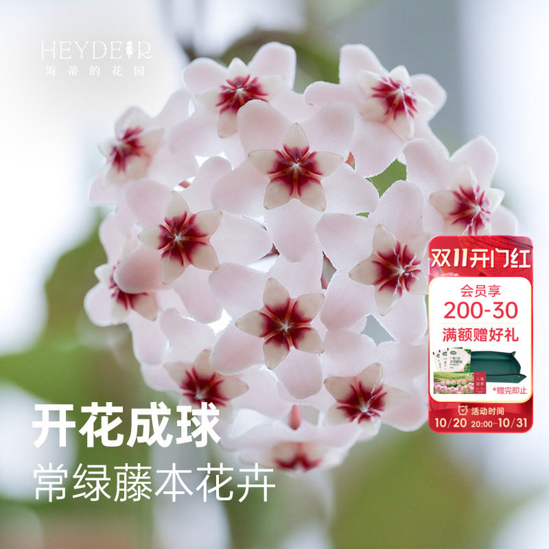 海蒂的花园球兰观叶观花植物花团锦簇阳台室内办公桌绿植盆栽苗