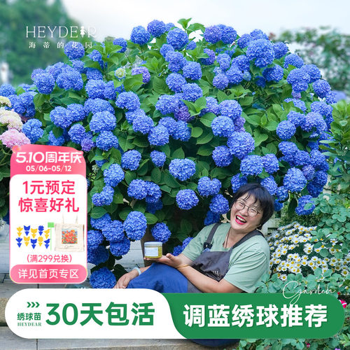 可调蓝大花绣球盆栽苗