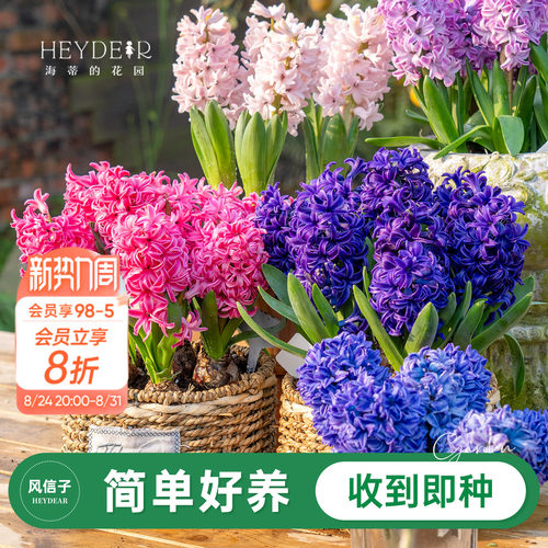 进口风信子60天开花