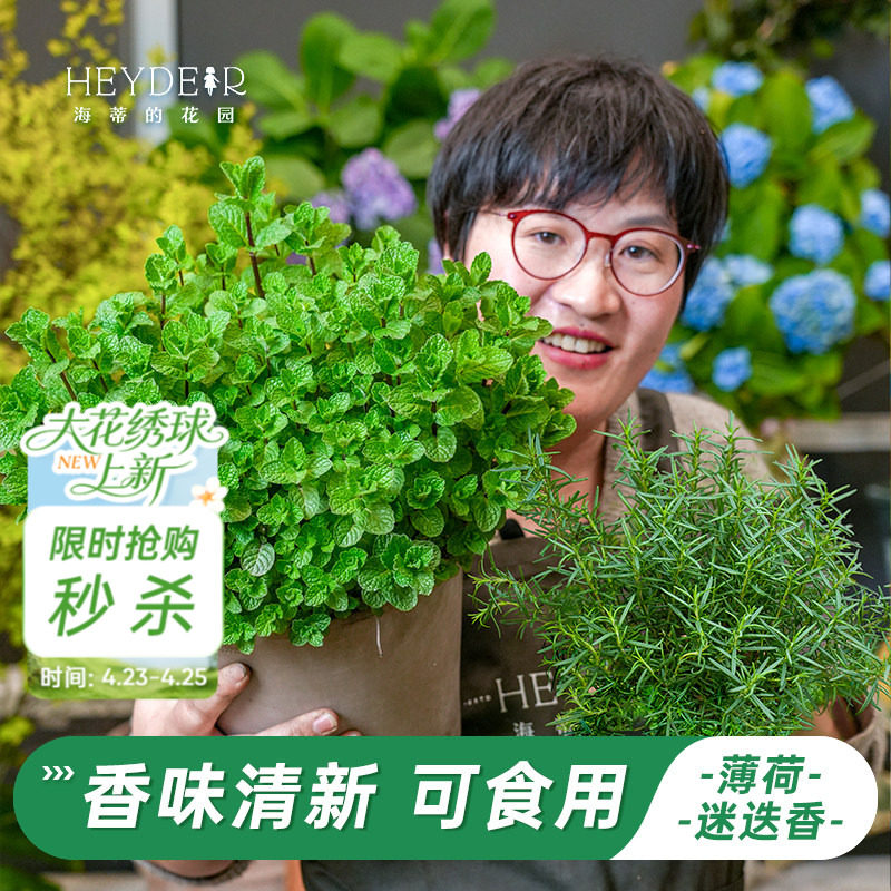 海蒂的花园旗舰店薄荷盆栽可食用香草香茅草迷迭香香料植物花苗
