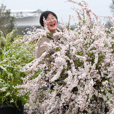 海蒂庭院喷雪花灌木庭院花卉