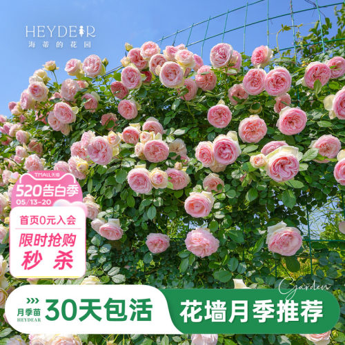 海蒂的花园旗舰店月季大花重瓣可爬藤花园可种月季花盆栽苗