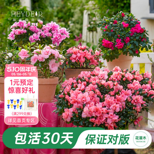 杜鹃茶花冬季开花花灌木